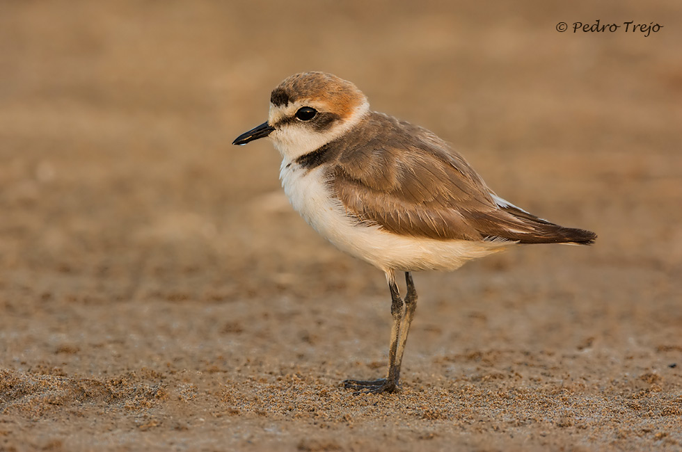 Chorlitejo patinegro (Charadrius alexandrinus)